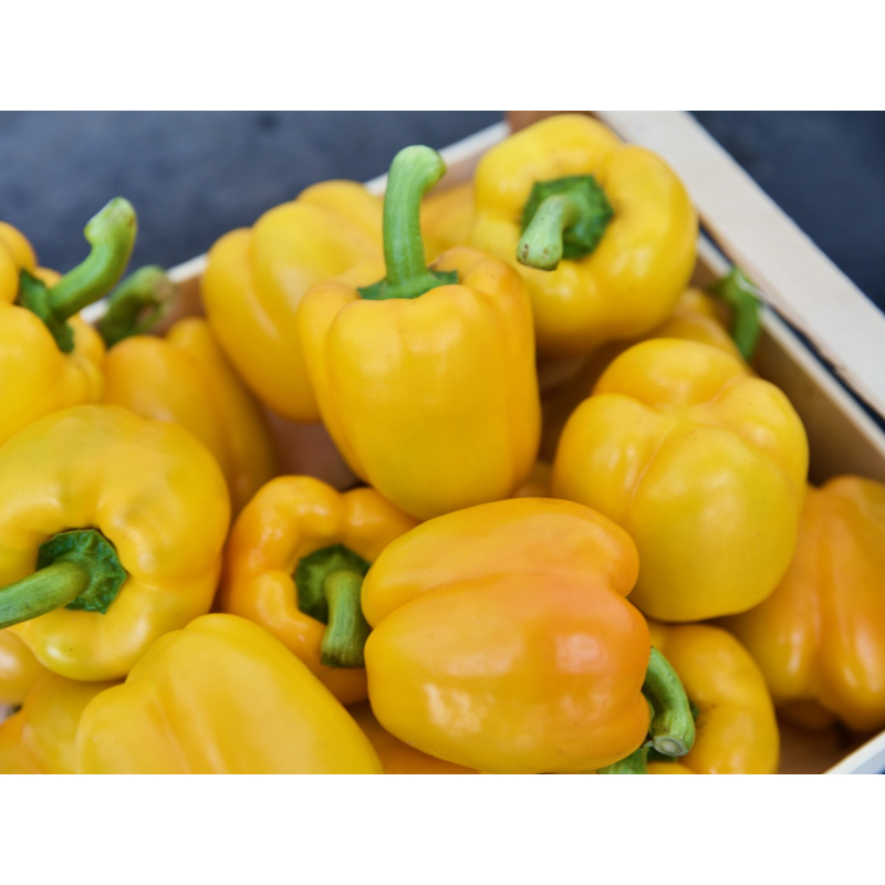 Paprika Geel. VERS van de KWEKER Prijs per 500 Gram